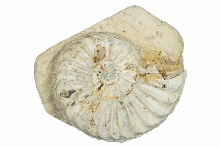 Jurassic Ammonite (Pleuroceras) Fossil - Germany #277212